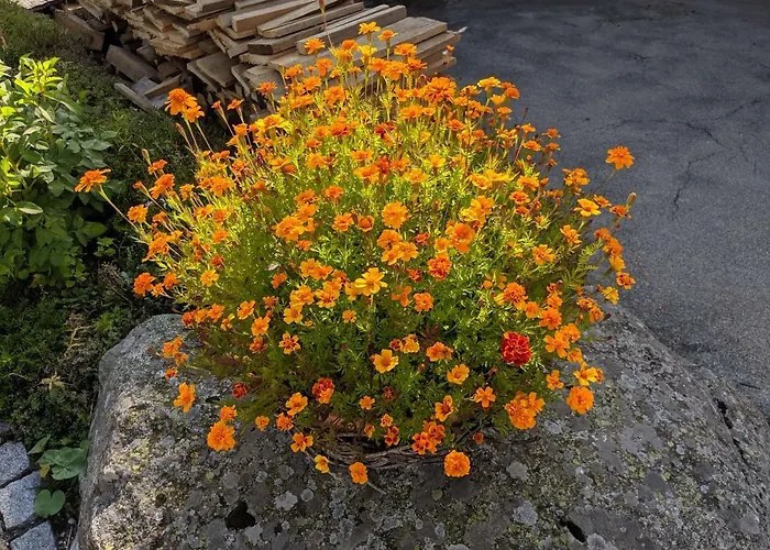 Casa Sum Naul Daire *